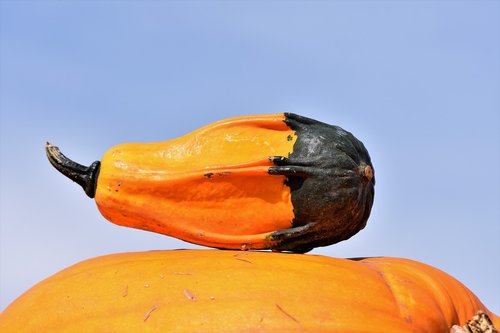 pumpkin  fruit  orange