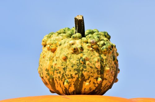 pumpkin  fruit  orange
