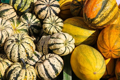 pumpkin  market  harvest