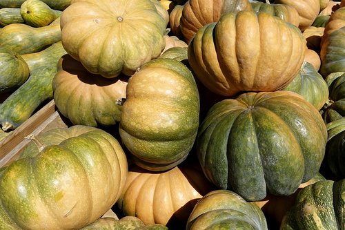 pumpkin  gourd  vegetables