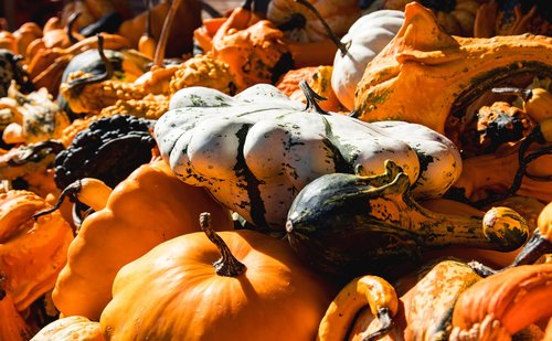 pumpkin  pumpkins  vegetables