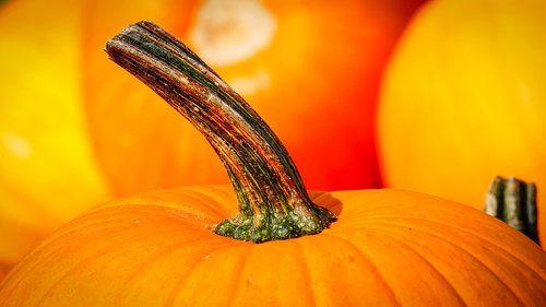 pumpkin  stalk  autumn