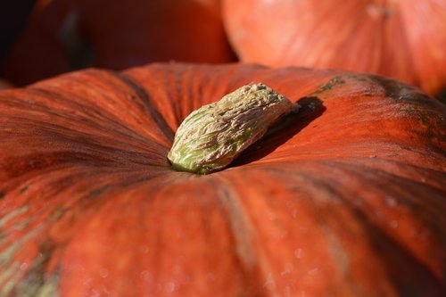 pumpkin  gourd  vegetables