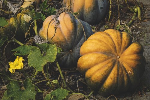 pumpkin  autumn  halloween