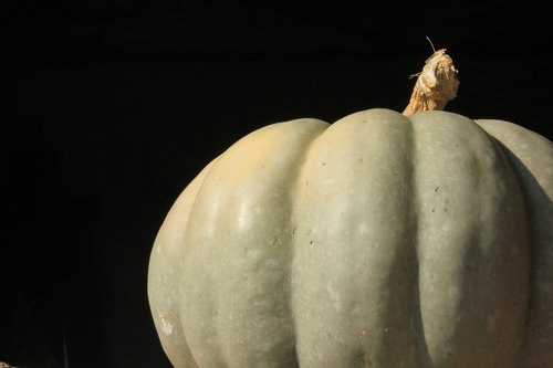 pumpkin  halloween  unripe