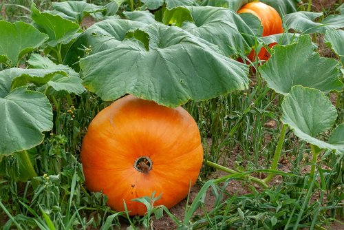 pumpkin  vegetable  vegetable garden