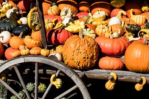 pumpkin  pumpkins  decoration