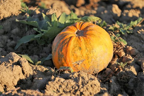 pumpkin  food  left in the field