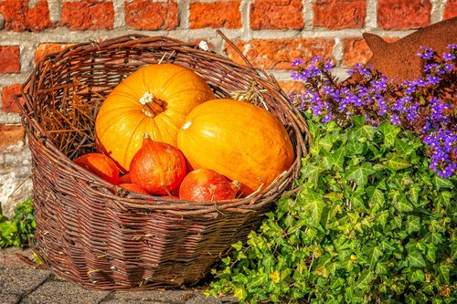 pumpkin  autumn  basket