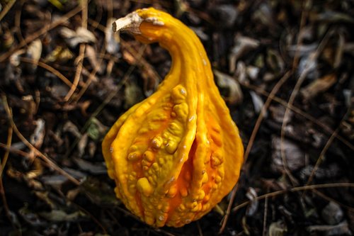 pumpkin  gourd  autumn