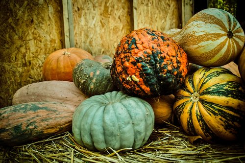 pumpkin  autumn  halloween