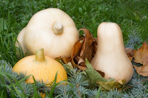 pumpkin  squash  vegetable