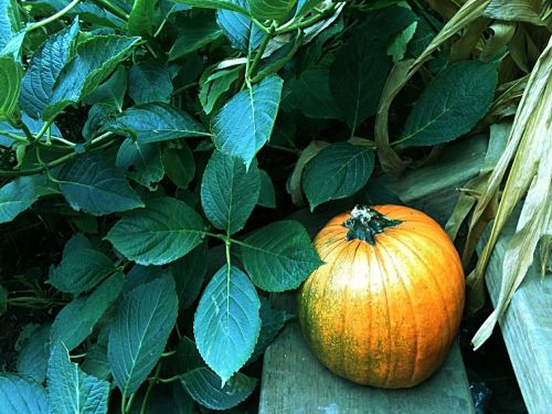 pumpkin autumn harvest