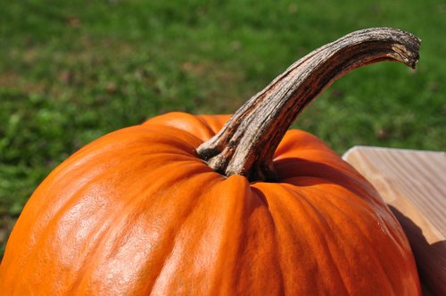 pumpkin  october  fall
