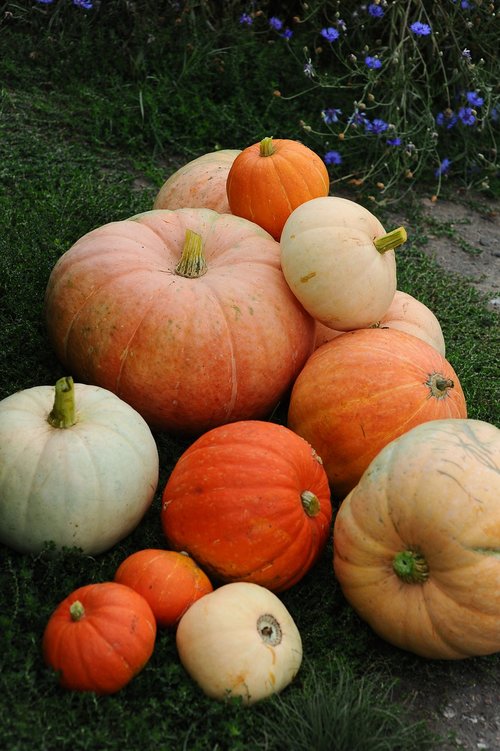 pumpkin  autumn  harvest