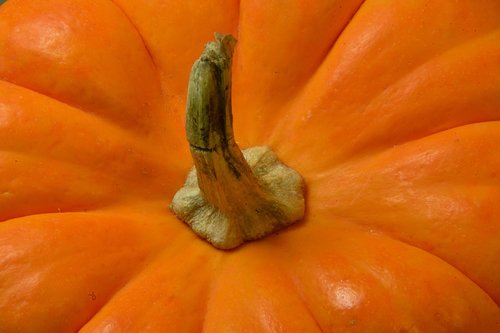pumpkin  vegetable  food