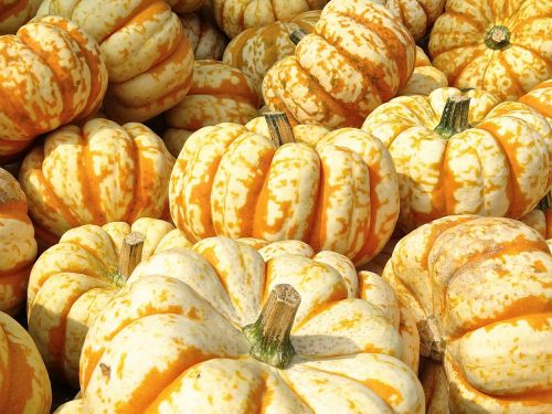 pumpkin gourd decoration