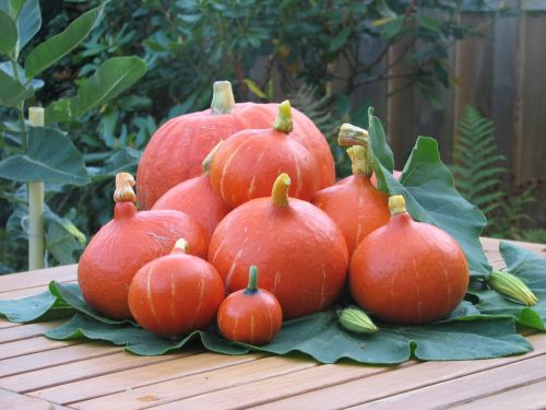 pumpkin fruit autumn