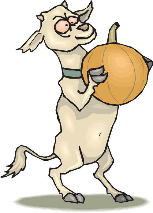 pumpkin crazy goat