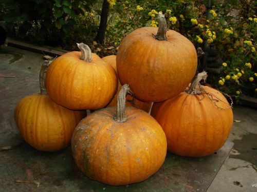 pumpkin autumn harvest