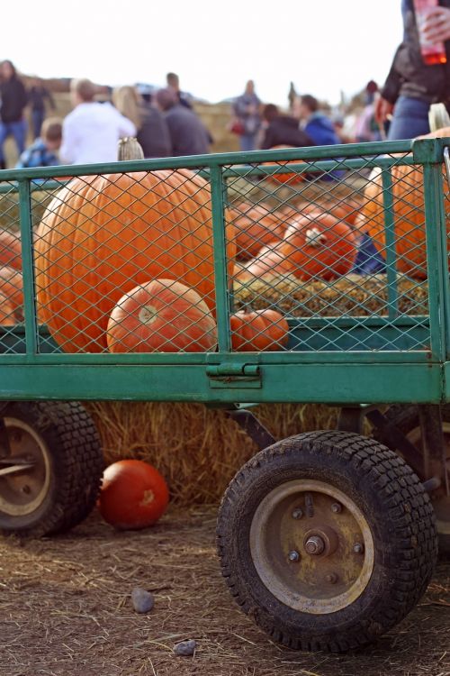 pumpkin harvest wagon