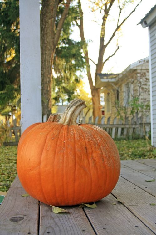 pumpkin halloween autumnal