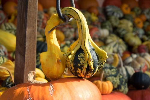 pumpkin autumn orange