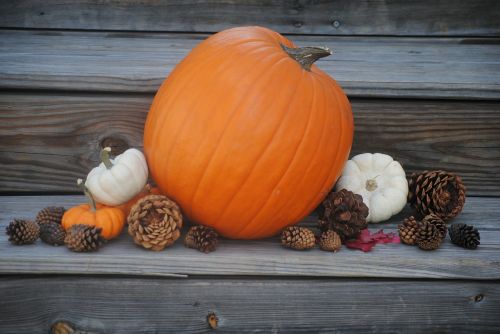 pumpkin thanksgiving holiday
