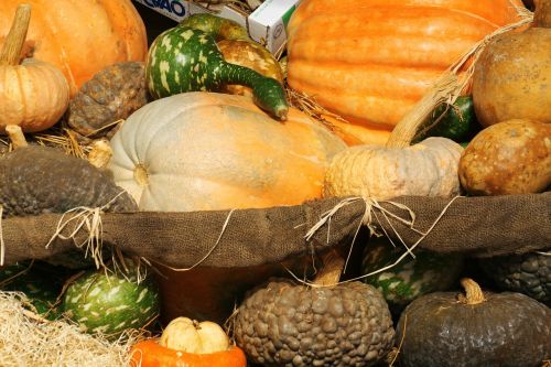 pumpkin squash vegetables