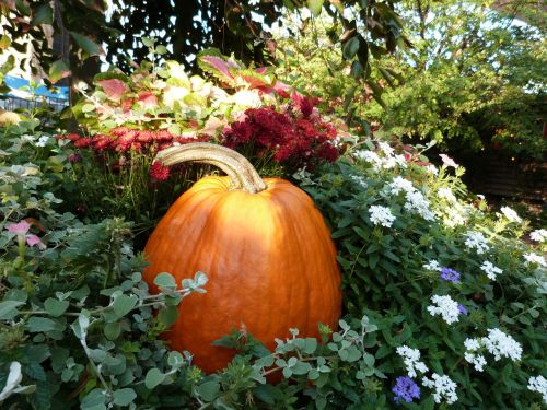 pumpkin autumn garden