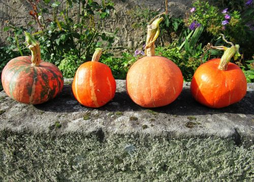 pumpkin autumn stone bench