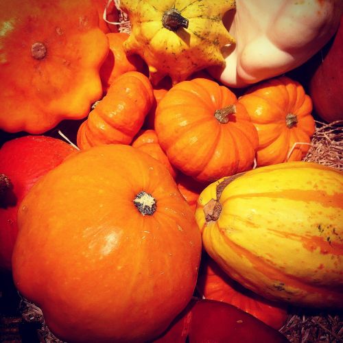 pumpkin squash legumes