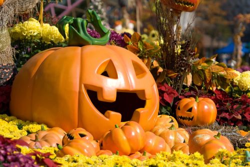 pumpkin halloween flowers