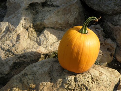 pumpkin orange autumn