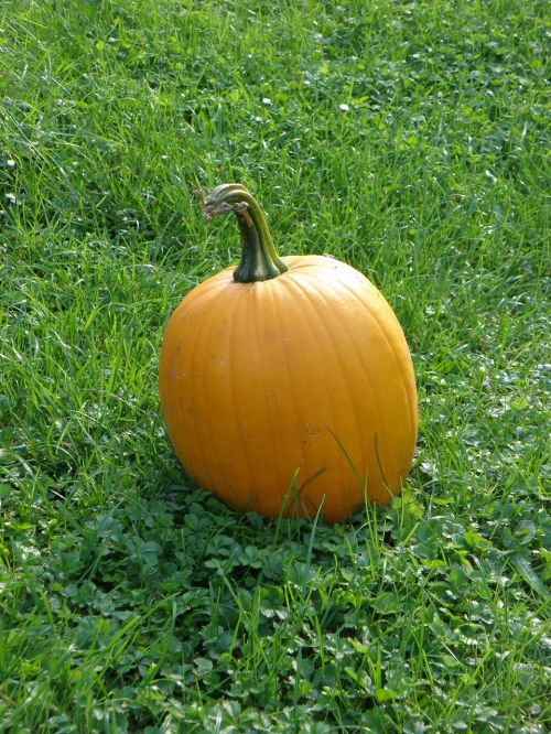 pumpkin orange autumn