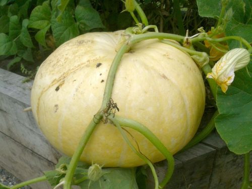 pumpkin squash gardening