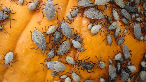 pumpkin beetle bug