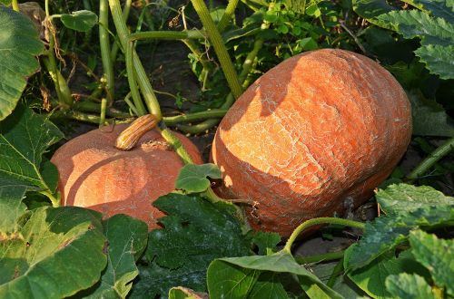pumpkin a vegetable the cultivation of