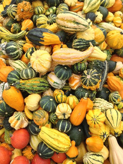 pumpkin versatile fruit