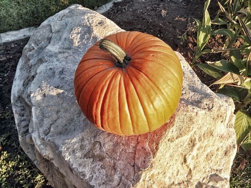 pumpkin halloween autumn