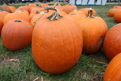 pumpkin autumn orange