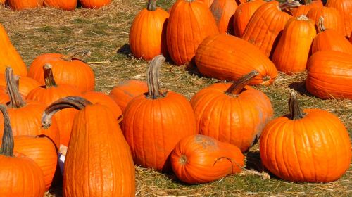 pumpkin pumpkin patch halloween