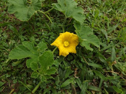 pumpkin blossom pumpkin flower