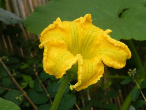 pumpkin blossom harvest thanksgiving