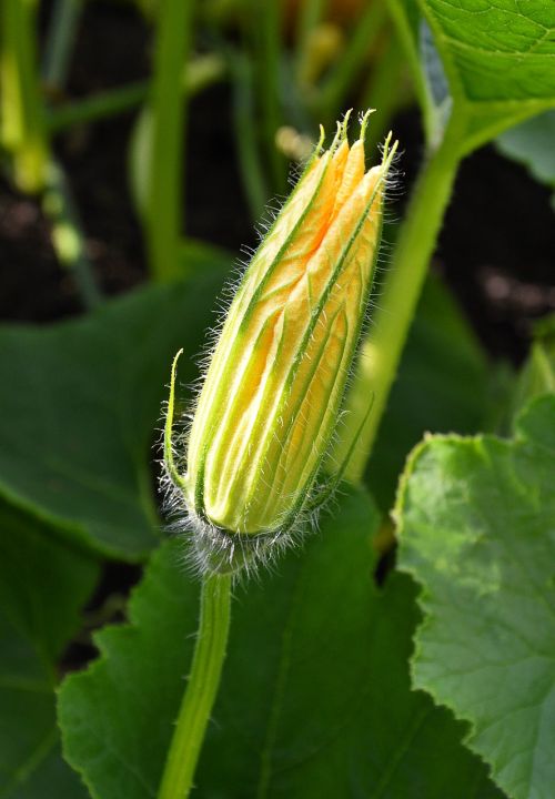 pumpkin blossom summer plant