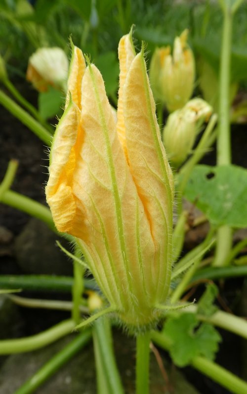 pumpkin blossom  yellow  close up