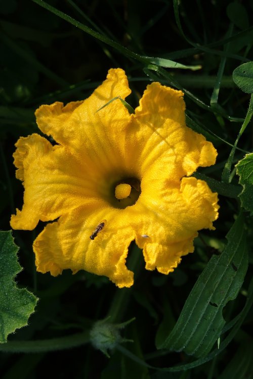 pumpkin blossom  blossom  bloom