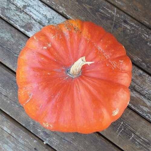 Pumpkin Closeup Photo
