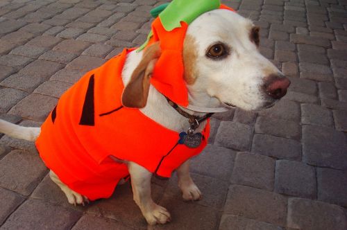 pumpkin costume dog portrait