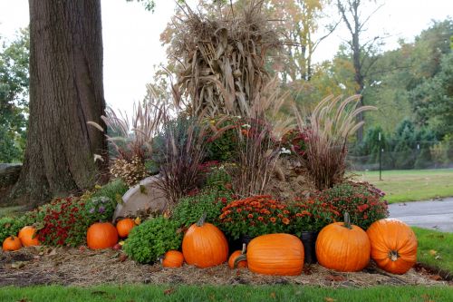 Pumpkin Display